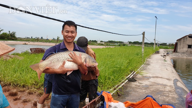 Nam Định: Kĩ sư bỏ phố về quê nuôi cá khổng lồ, bỏ túi hơn nửa tỷ mỗi năm - Ảnh 1.