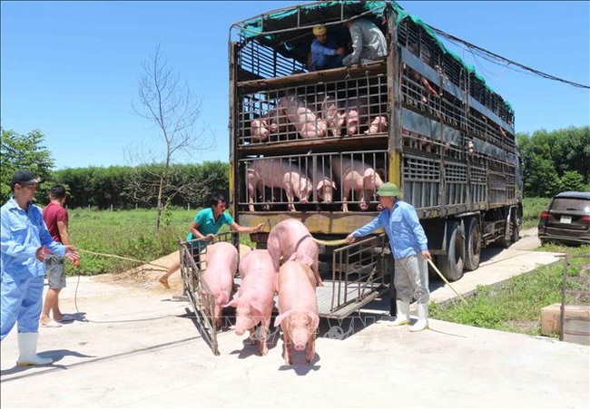 Giá heo hơi hôm nay 19/6: 15 công ty muốn nhập lợn sống từ Thái Lan, giá lợn miền Bắc giảm  - Ảnh 1.