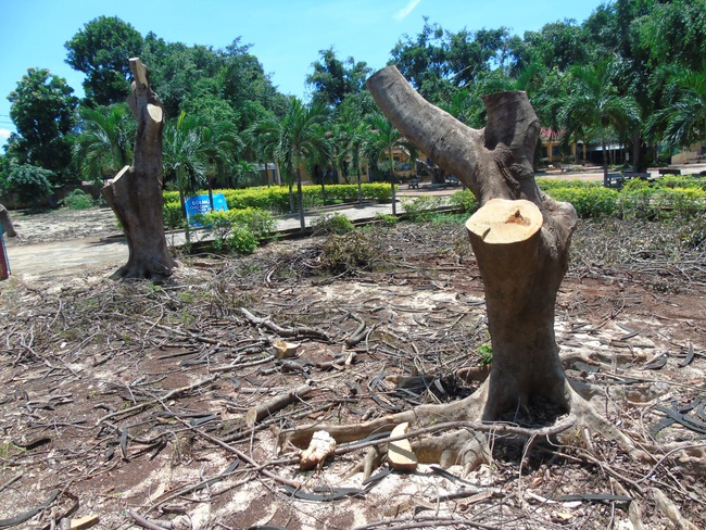 Đắk Lắk: Nhiều cây phượng bị cưa thân, đứng trơ trụi như cây đại cảnh   - Ảnh 1.