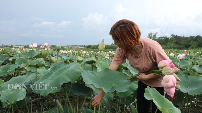 Trồng bạt ngàn &quot;quốc hoa&quot;, không chăm bón, vẫn thu vài chục triệu mỗi mùa - Ảnh 2.