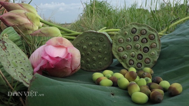 Trồng bạt ngàn &quot;quốc hoa&quot;, không chăm bón, vẫn thu vài chục triệu mỗi mùa - Ảnh 6.