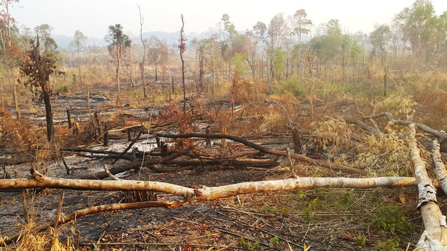 Ban quản lý rừng phòng hộ Ia Grai gây thiệt hại ngân sách 12 tỉ đồng - Ảnh 1.