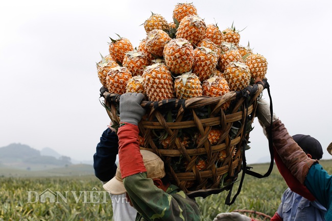 Thu “trái vàng” to, đẹp mã, thơm nức giá 5.000 -5.500 đồng/kg, nông dân xứ Thanh phấn khởi ra mặt - Ảnh 1.