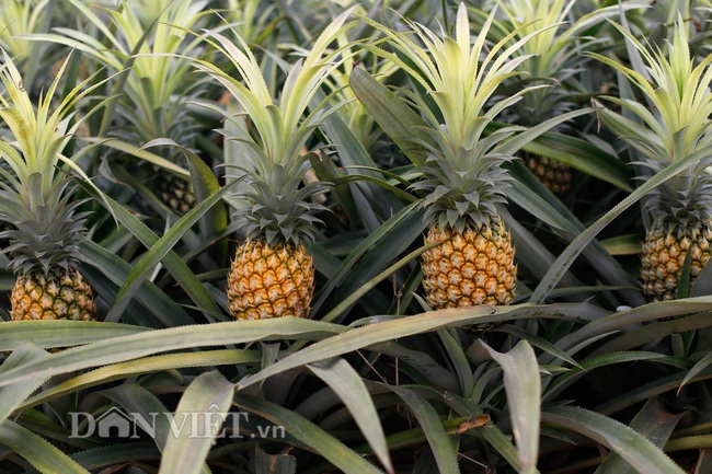 Thu “trái vàng” to, đẹp mã, thơm nức giá 5.000 -5.500 đồng/kg, nông dân xứ Thanh phấn khởi ra mặt - Ảnh 2.