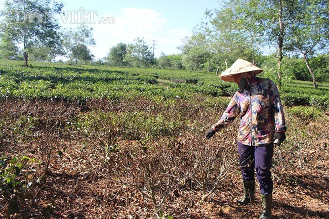 Hà Tĩnh: Nắng hạn kéo dài, cây khô quả héo - Ảnh 6.