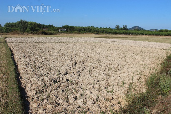 Hà Tĩnh: Nắng hạn kéo dài, cây khô quả héo - Ảnh 4.