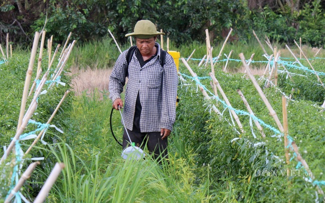 Ứng dụng thuốc bảo vệ thực vật sinh học: Gặp khó ngay từ nhận thức - Ảnh 1.