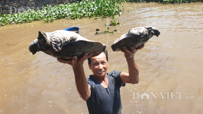 Thái Bình: Nuôi cá thì chẳng đủ ăn, nuôi ba ba to phát khiếp cả năm ấm no - Ảnh 5.