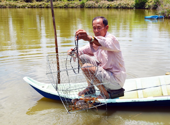 Nuôi tôm, cua “khác người”, lão nông đất Mũi lãi tiền tỷ - Ảnh 3.