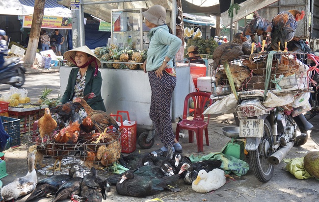 Đà Nẵng: Gà vịt giá rẻ nhưng không bán được vì sức mua yếu - Ảnh 2.