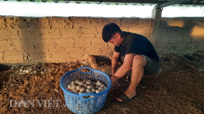 NUÔI VỊT, THẢ TÔM CHO THU NHẬP CAO, CÓ BAO NHIÊU THƯƠNG LÁI CŨNG MUA SẠCH - Ảnh 2.