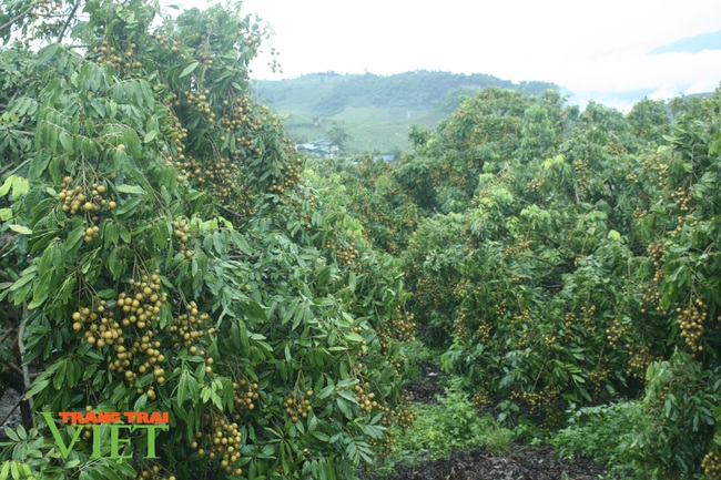 Trồng cây ăn quả trên đất dốc, dân nơi đây khấm khá hẳn lên - Ảnh 3.