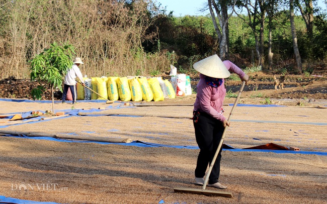 “Lột xác” ngành hồ tiêu (bài cuối): Trồng tiêu sạch - yêu cầu sống còn - Ảnh 1.