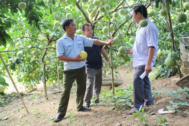 “Cầm tay chỉ việc” giúp nông dân trồng bưởi, nuôi cá đặc sản   - Ảnh 1.