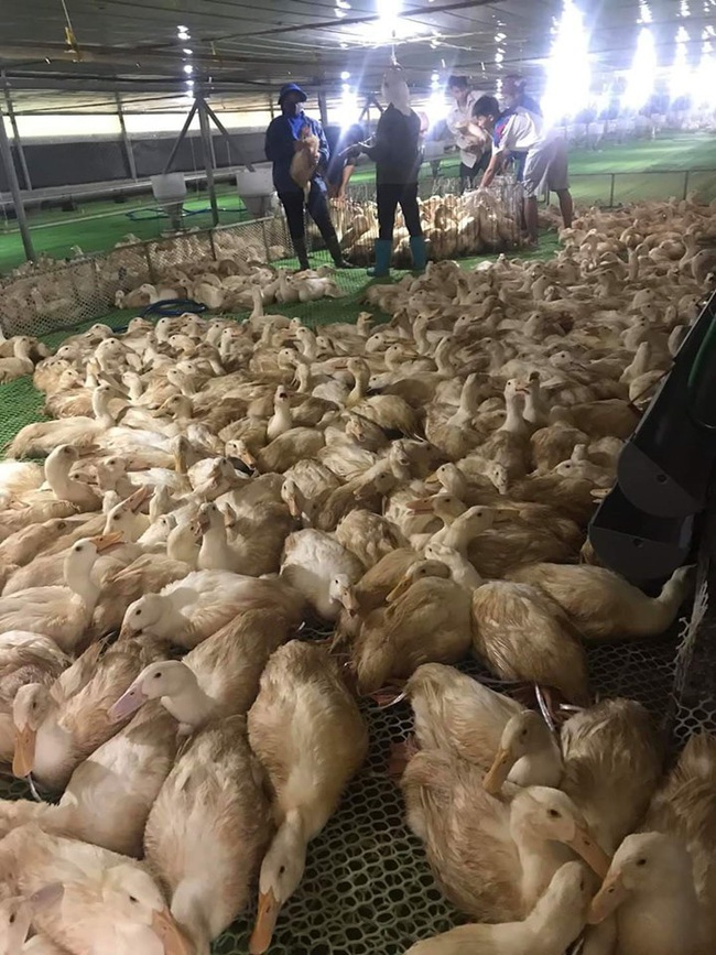 Giá gia cầm hôm nay 30/6: Giá gà thịt công nghiệp có nơi xuống dưới 30.000 đồng/kg - Ảnh 2.