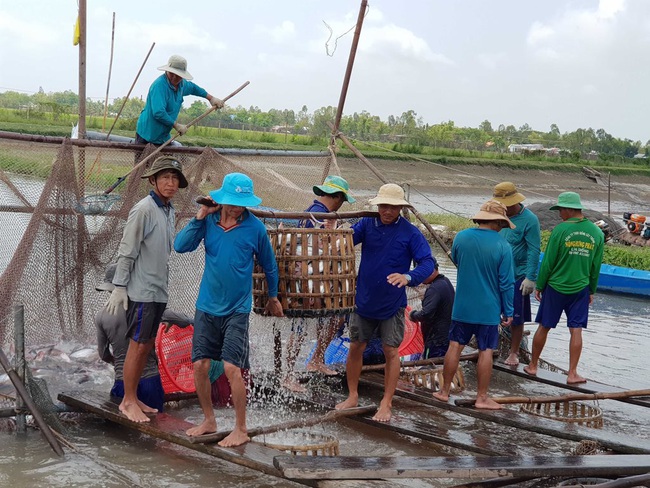 Long An: Sản lượng cá tra nuôi công nghiệp tăng đột biến - Ảnh 2.