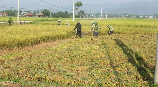 Điện Biên: Vụ đông xuân thắng lợi nhờ sự chủ động trong công tác phòng trừ dịch bệnh  - Ảnh 3.