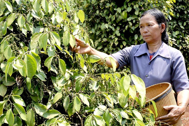 Giá tiêu vừa tăng mạnh lại giật lùi: “Cơn sốt” ngắn hạn từ Trung Quốc và giới đầu cơ - Ảnh 2.