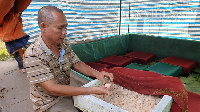Thái Bình: Chán cá chuyển sang nuôi ốc, mỗi ngày kiếm cả chục triệu nhờ bán trứng - Ảnh 1.