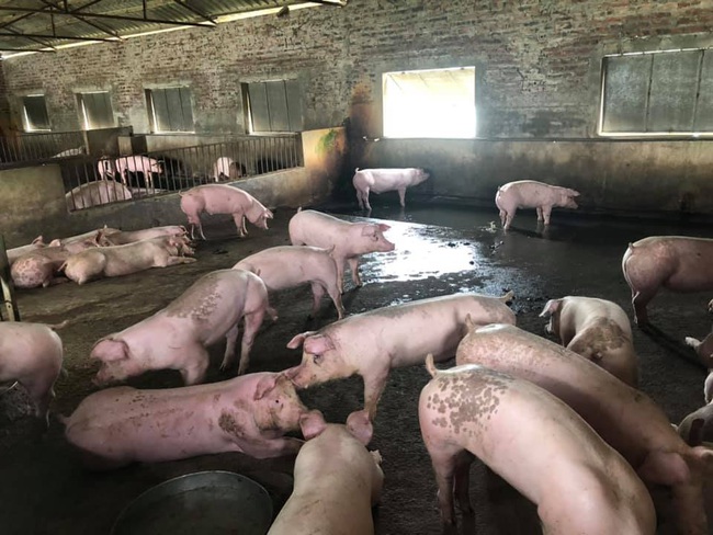 Giá heo hơi hôm nay 6/6: 80% đàn lợn cụ kị, ông bà trong tay 15 ông lớn, nông hộ “đói” lợn giống - Ảnh 1.