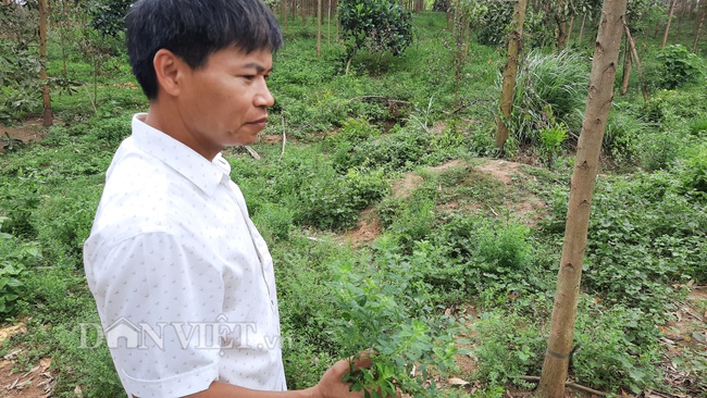 Nuôi giống gà lạ, cho ăn thảo mộc, thu hàng trăm triệu mỗi năm - Ảnh 5.