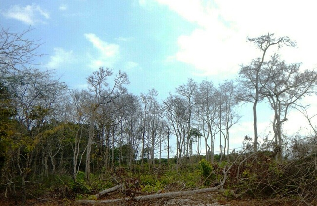 Mở chuyên án điều tra hành vi bức tử rừng bảo tồn Tà Cú bằng thuốc độc   - Ảnh 1.