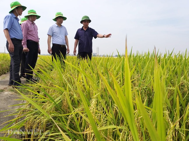 Phó Chủ tịch Hội ND Việt Nam thăm trung tâm sản xuất giống hiện đại bậc nhất ở Việt Nam - Ảnh 7.