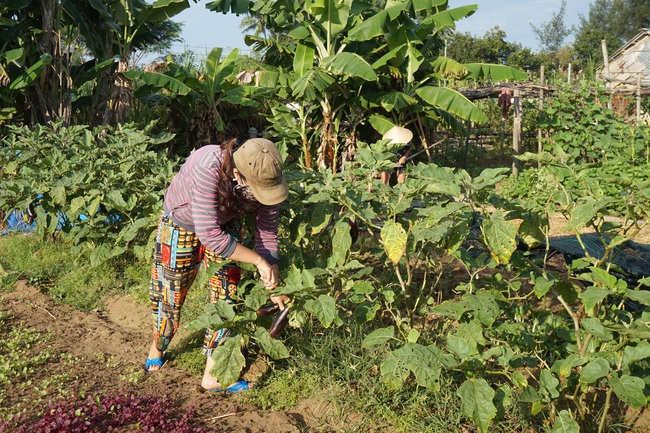 Quảng Nam: Rau hữu cơ Thanh Đông gặp khó sau dịch Covid-19 - Ảnh 5.