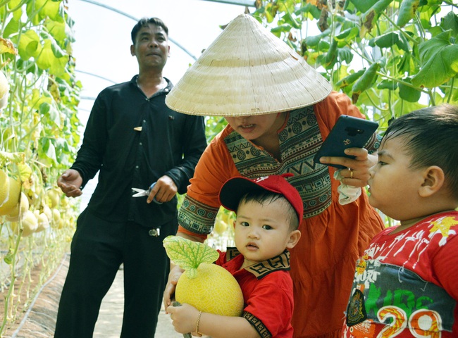 Vườn dưa lưới độc nhất Cà Mau, khách tham quan được chọn và cắt dưa tùy thích - Ảnh 9.