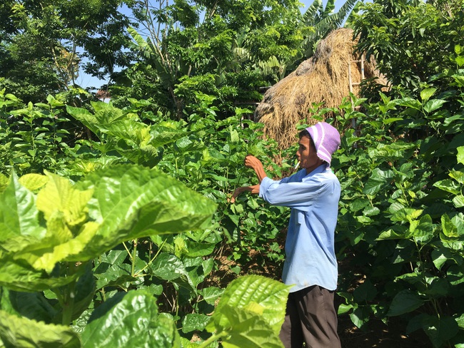 Quảng Nam: Làm ruộng ba năm không bằng &quot;vua tằm” chăm một lứa - Ảnh 1.