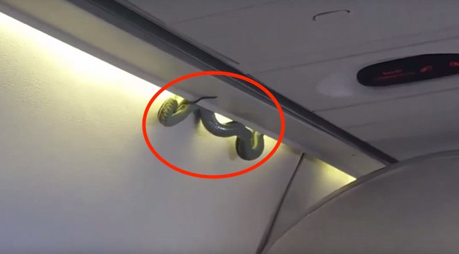 Điều tra vụ việc rắn xuất hiện trên máy bay khiến hành khách lo lắng - Ảnh 1.