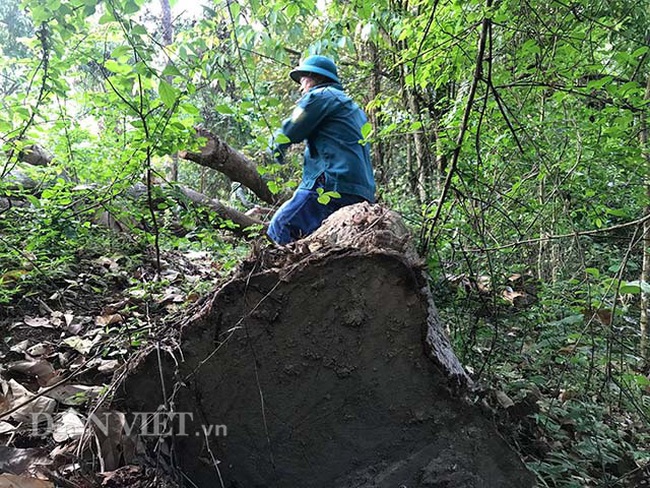 “Hạ sát” gỗ xoan rừng phòng hộ ở Bắc Kạn: Lý giải về tờ đơn có dấu đỏ - Ảnh 1.