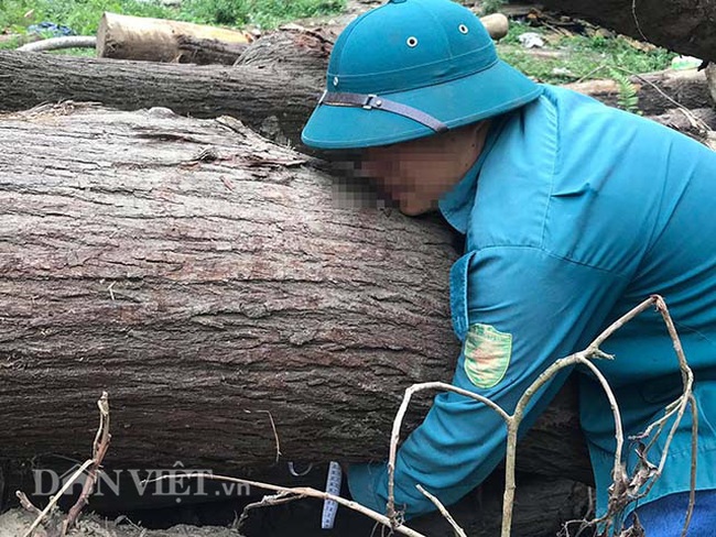 “Hạ sát” gỗ xoan rừng phòng hộ ở Bắc Kạn: Lý giải về tờ đơn có dấu đỏ - Ảnh 2.