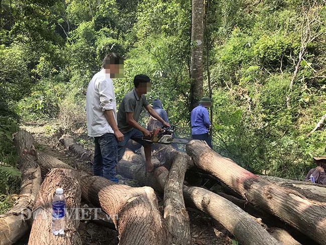 “Hạ sát” gỗ xoan rừng phòng hộ ở Bắc Kạn: Lý giải về tờ đơn có dấu đỏ - Ảnh 4.