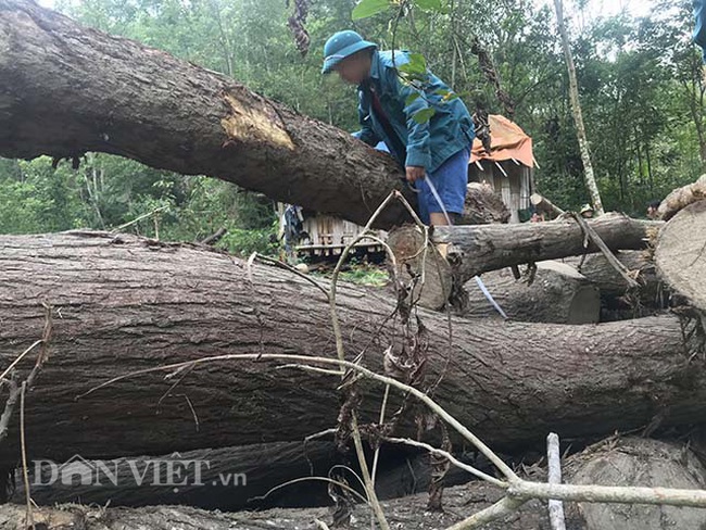 “Hạ sát” gỗ xoan rừng phòng hộ ở Bắc Kạn: Lý giải về tờ đơn có dấu đỏ - Ảnh 6.