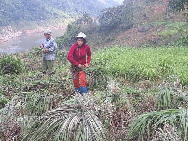 Trồng sả không mất công chăm mà cây vẫn tốt bời bời - Ảnh 3.