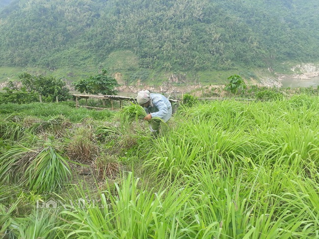 Trồng sả không mất công chăm mà cây vẫn tốt bời bời - Ảnh 1.