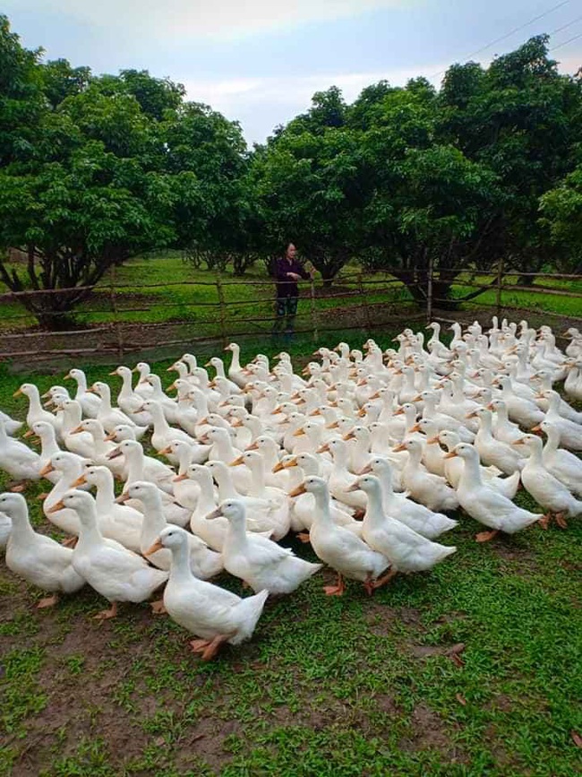 Giá gia cầm hôm nay 1/7: Vịt thịt khan hàng, giá gà công nghiệp có nguy cơ giảm sâu - Ảnh 1.