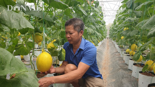 Thanh Hóa: Mặc nắng nóng, nông dân trồng dưa công nghệ cao vẫn lãi khủng - Ảnh 1.