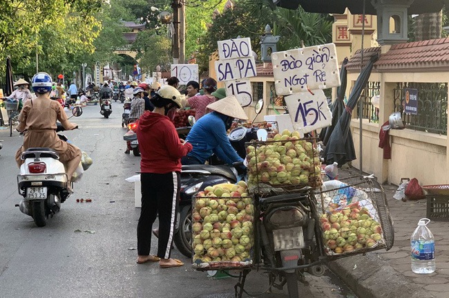 Sự thật về đào Sa Pa có giá 15.000 đồng/kg? - Ảnh 1.