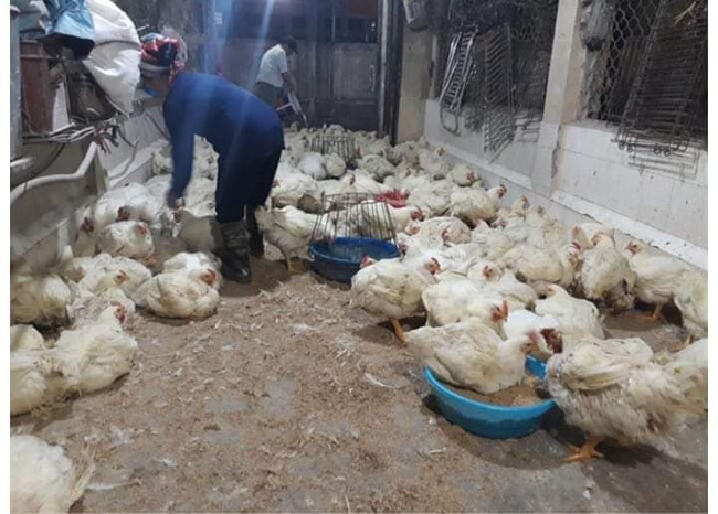 Giá gia cầm hôm nay 10/7: Giá vịt thịt mất mốc 40.000 đồng/kg, trứng gà thảo mộc đắt hàng - Ảnh 2.