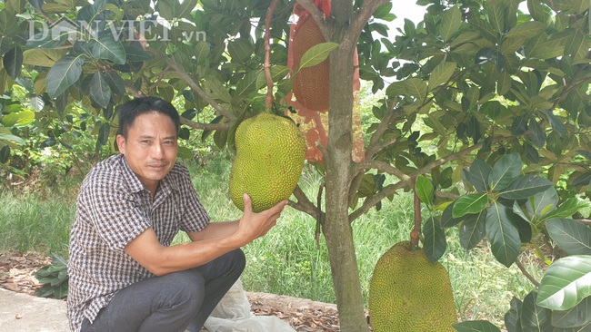 Thái Bình: Bắt mít ra quả quanh năm, lão nông đút túi gần nửa tỷ - Ảnh 1.