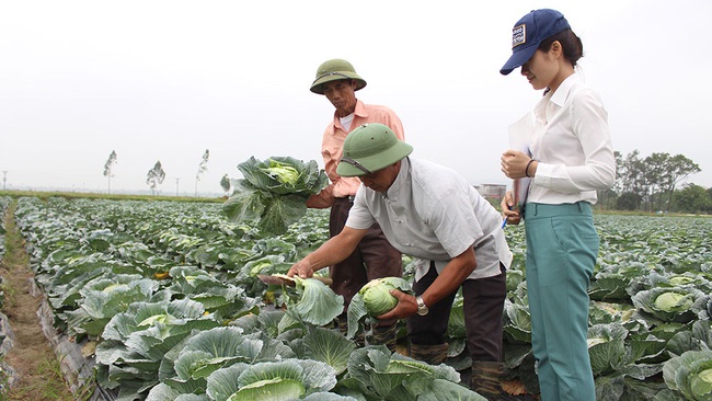 Cán bộ hội tiên phong sản xuất nông nghiệp sạch - Ảnh 1.