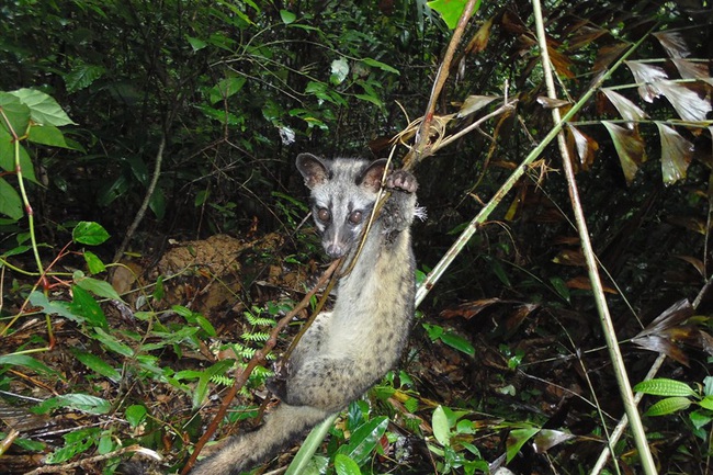 WWF cảnh báo: Có hơn 5 triệu bẫy động vật hoang dã trong các khu bảo tồn của Việt Nam - Ảnh 1.