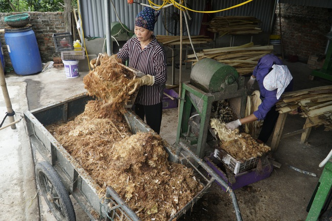 Sản xuất sợi từ thân chuối có thể  thu... triệu đô  - Ảnh 1.