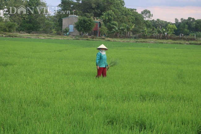 Thanh Hóa: Huy động hàng trăm máy bơm dầu dã chiến để cứu cây lúa - Ảnh 5.