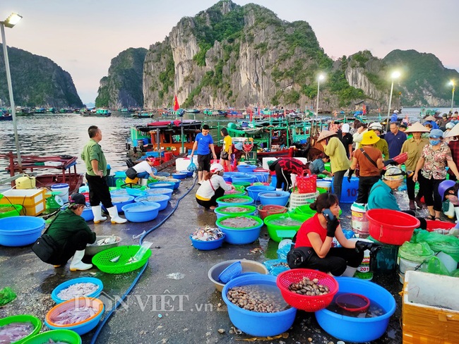 Đi săn hải sản tươi rói ở cảng cá Hạ Long lúc tinh mơ - Ảnh 2.