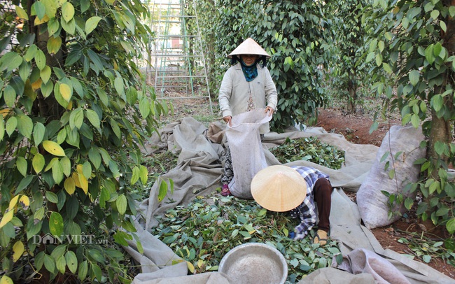 Thống kê có vấn đề, thị trường hồ tiêu “méo mó” (bài 1): Nhiều trái ngược ở những vùng tiêu - Ảnh 1.