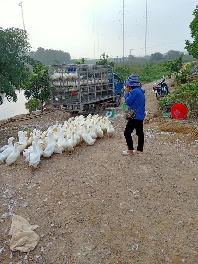 Giá gia cầm hôm nay 17/7: &quot;Cò gia cầm&quot; đủ chiêu &quot;ăn chặn&quot; tiền lãi của người nuôi - Ảnh 1.