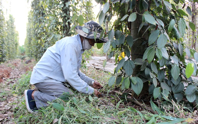 Thống kê có vấn đề, thị trường hồ tiêu &quot;méo mó&quot; (bài cuối): Mua bán bằng số liệu “ảo”- lỗ hổng ngành tiêu  - Ảnh 2.